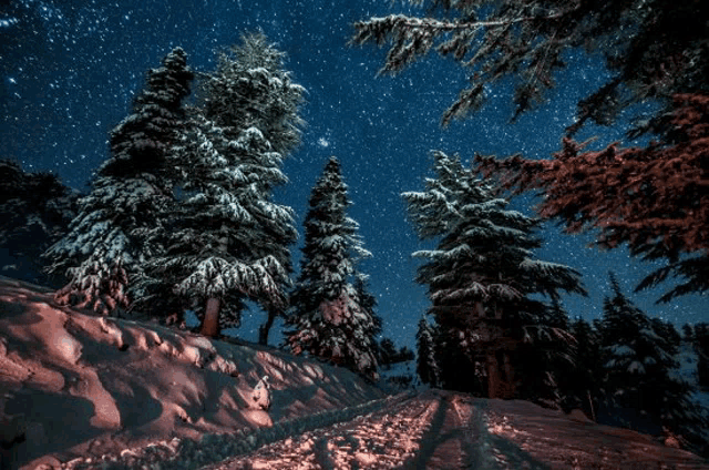 a snowy forest at night with trees covered in snow