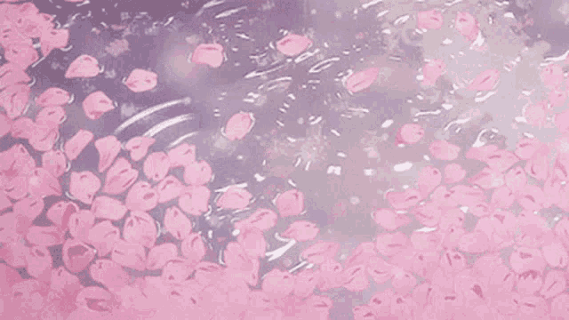 a bunch of pink flowers are floating in the water .