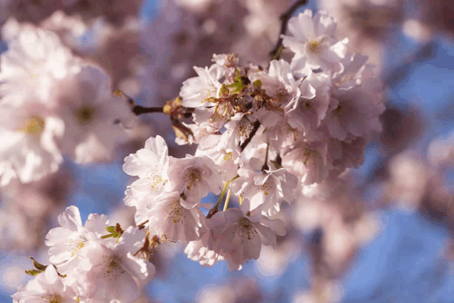 a close up of a tree branch with pink flowers