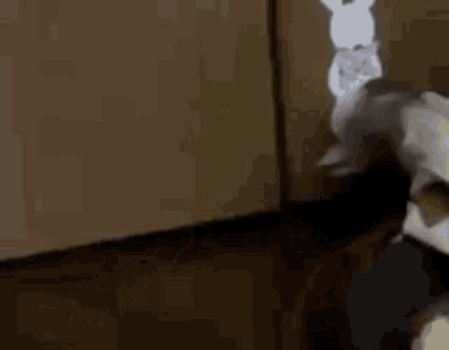 a small owl is standing on its hind legs in front of a wall .