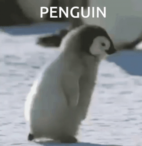 Penguin Run GIF - Penguin Run GIFs