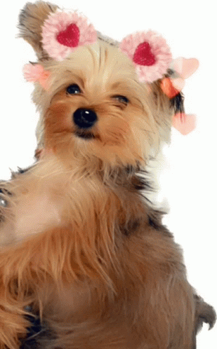 Bowiedog Bowie Meme - Bowiedog Dog Bowie - Discover & Share GIFs