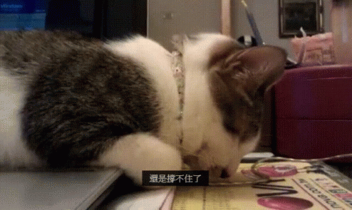 愛打瞌睡的貓 Cat Dozed Off GIF - 眠sleepy Sleep Take A Nap GIFs