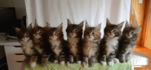 Yes Kittens GIF