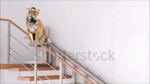 Stair Lift Tiger GIF - Stair Lift Tiger Shutterstock GIFs