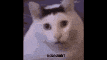 Huhcat Mizahcimtr1 GIF - Huhcat Mizahcimtr1 Cat GIFs