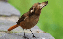 a bird that looks like a dachshund is perched on a rock