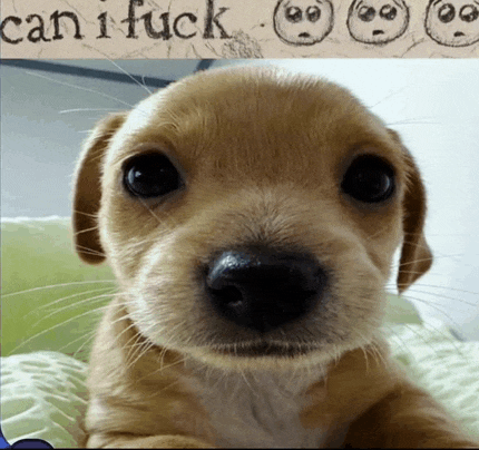 a picture of a puppy with the words " can i fuck " written above it