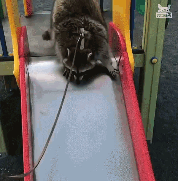 Going Down Slide Weee GIF - Going Down Slide Weee Raccoon GIFs