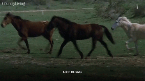 Horse Running GIF - Horse Running Fleeing GIFs