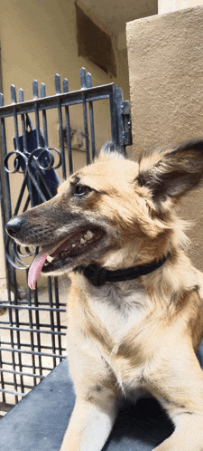 a dog with its tongue hanging out is laying down