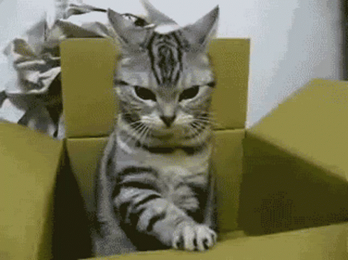 Cats Very Cute GIF - Cats Very Cute Gray And Black Cute GIFs