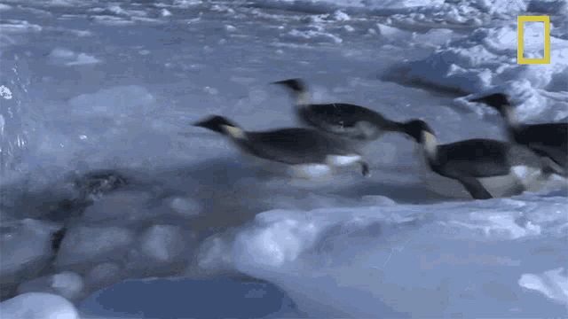 Diving Into The Water National Geographic GIF - Diving Into The Water National Geographic Penguins GIFs