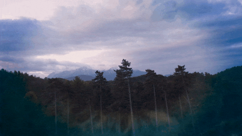 a dark forest with mountains in the background