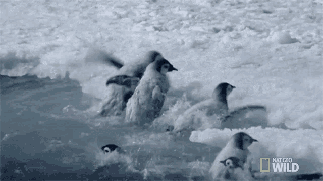 Getting Out Of The Water World Penguin Day GIF - Getting Out Of The Water World Penguin Day Wild Antarctica GIFs