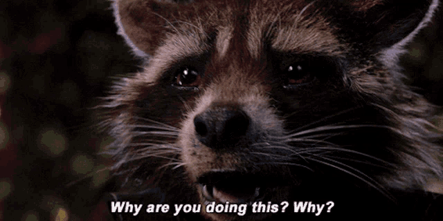 a raccoon asking why are you doing this why