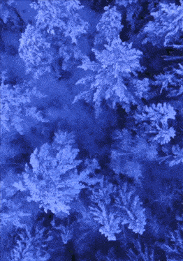 a blue background with trees covered in snow and frost