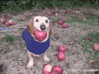 a dog in a blue shirt is holding an apple in its mouth in a field of apples