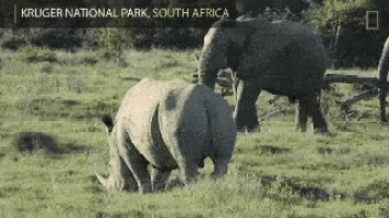 Elephant Rhino GIF - Elephant Rhino Wild GIFs