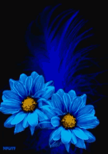 two blue flowers with a yellow center and a blue feather on a black background