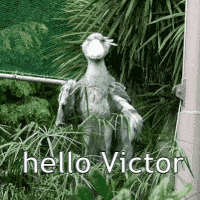 Hello Victor Shoebill GIF - Hello Victor Shoebill GIFs