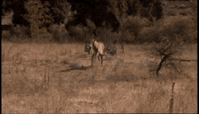 Prehistoric Animals Predator GIF - Prehistoric Animals Predator Wolves GIFs