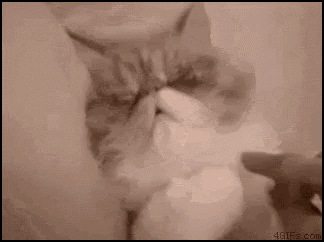 Wakeup Morning GIF - Wakeup Morning Cat GIFs