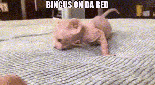 Bingus Bed GIF - Bingus Bed Sphynx GIFs