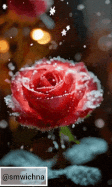 a close up of a red rose with snow falling around it and the hashtag @smwichna