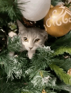 a cat is peeking out of a christmas tree with decorations .