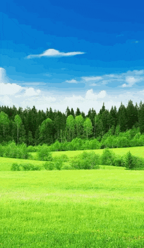 a lush green field with trees in the background under a blue sky