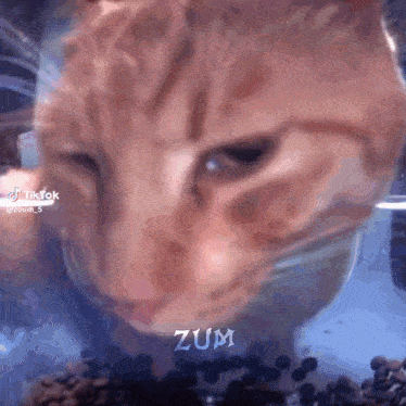 a close up of a cat eating from a bowl with the word zum written on it