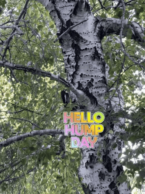 a tree with a sign that says hello hump day on it