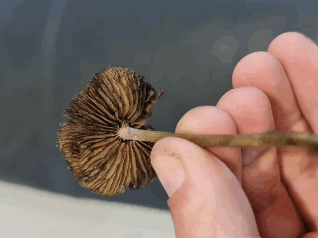a person is holding a mushroom in their hand with their fingers