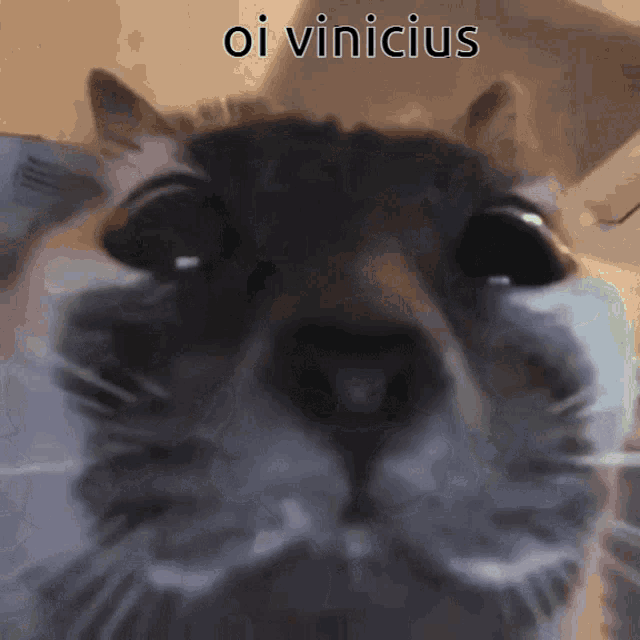 Oi Vinicius Hi Vinicius GIF - Oi Vinicius Hi Vinicius Hi GIFs