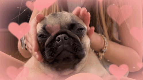 Pug Pug Dog GIF - Pug Pug Dog Pug Face GIFs