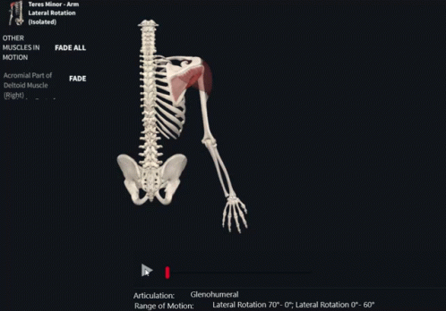 Teres Minor Arm GIF - Teres Minor Arm Lateral Rotation GIFs