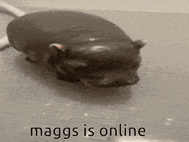 a black and white photo of a cat with the words maggs is online below it