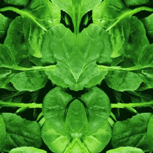 a kaleidoscope of green leaves that looks like a heart