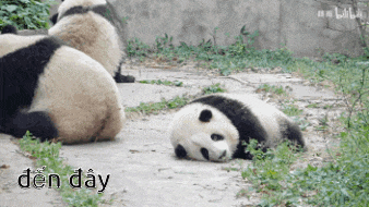 two panda bears are laying on the ground with the word den day in the upper right corner