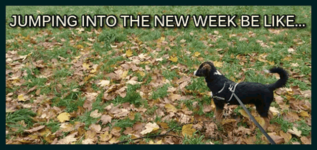 Dog New Week GIF - Dog New Week Monday GIFs