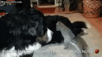 a dog and a cat are playing with a ball on the floor and the dog is looking for nuts .