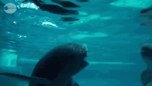 a group of dolphins are swimming in a tank with a watermark that says ntzoo on it
