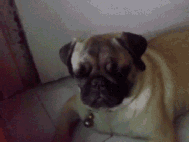 a pug dog with a bell around its neck laying down