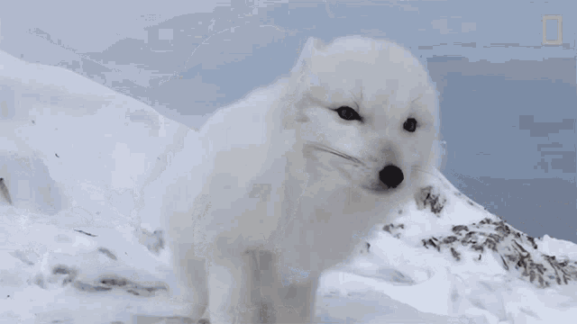Look Away National Geographic GIF - Look Away National Geographic A Friendly Arctic Fox Greets Explorers GIFs