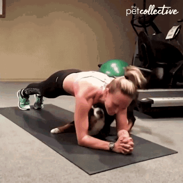 Exercising The Pet Collective GIF - Exercising The Pet Collective Planking GIFs