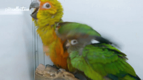 Bird Roosting GIF - Bird Roosting Roost GIFs