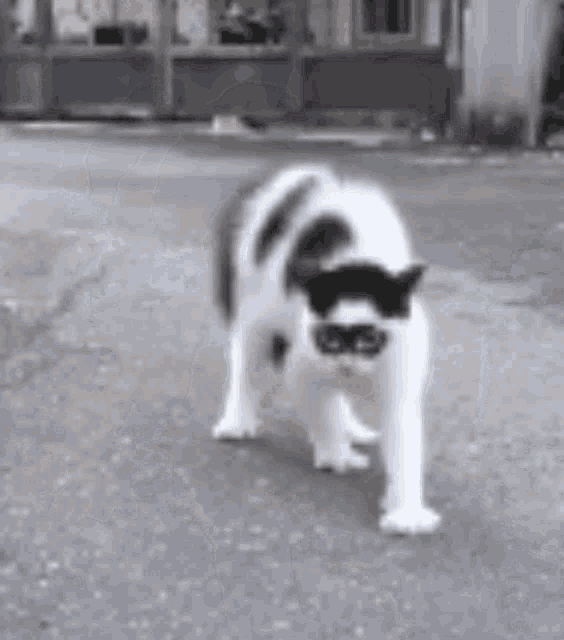 a black and white cat wearing sunglasses is walking across a street .