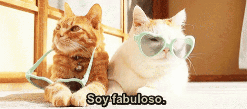 two cats wearing heart shaped sunglasses are laying next to each other and the caption says soy fabuloso