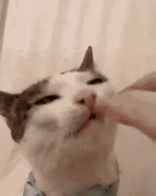 Crunch Cat GIF - Crunch Cat Cat Eating GIFs